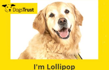 dogs trust