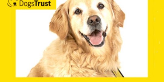 dogs trust