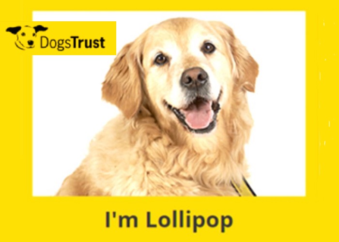 dogs trust